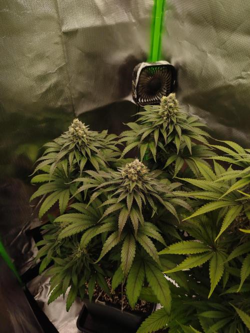 Neuanfang. Week 12 - 4.12