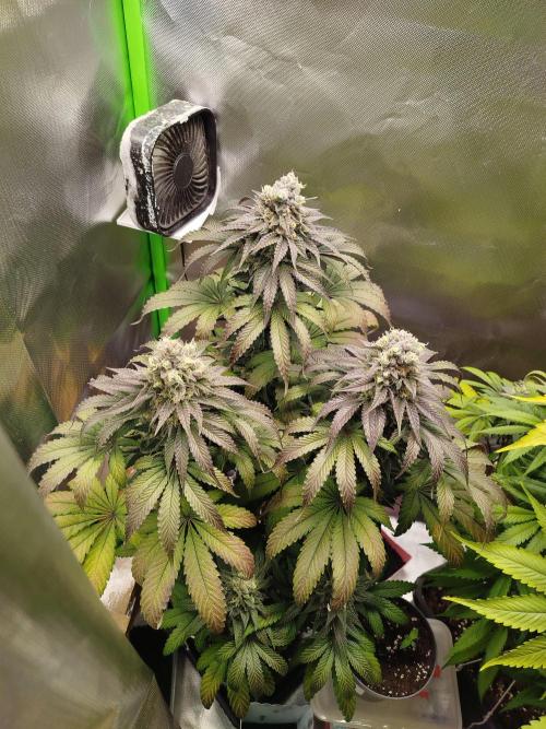 Neuanfang. Week 13 - 12.12