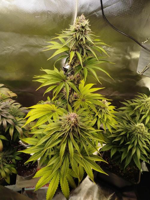 Neuanfang. Week 13 - 12.12