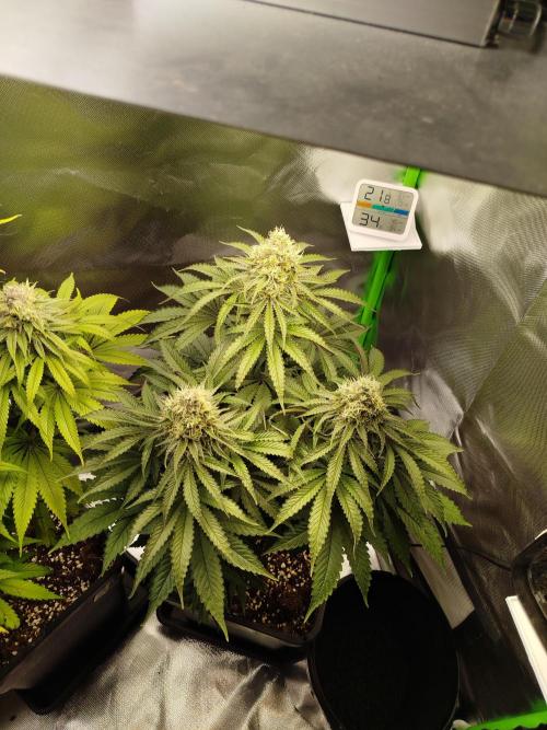 Neuanfang. Week 13 - 12.12