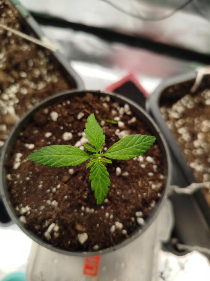 Gorilla Glue Auto🦍. Week 1