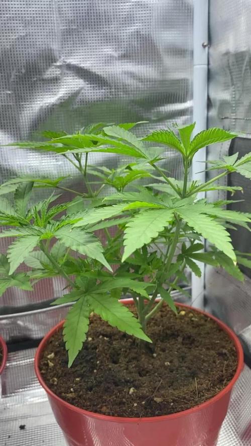 Grape Venom - BlackTuna