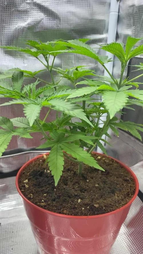 Grape Venom - BlackTuna