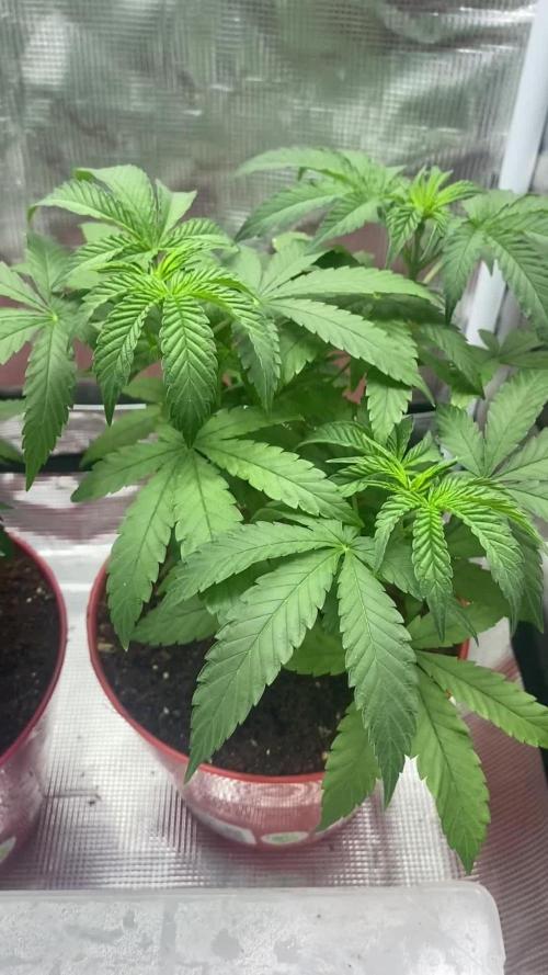 Grape Venom - BlackTuna