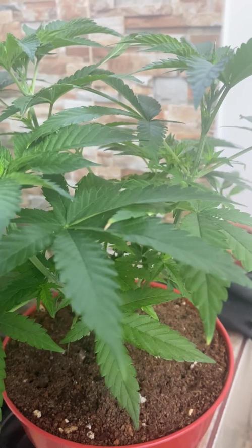 Grape Venom - BlackTuna