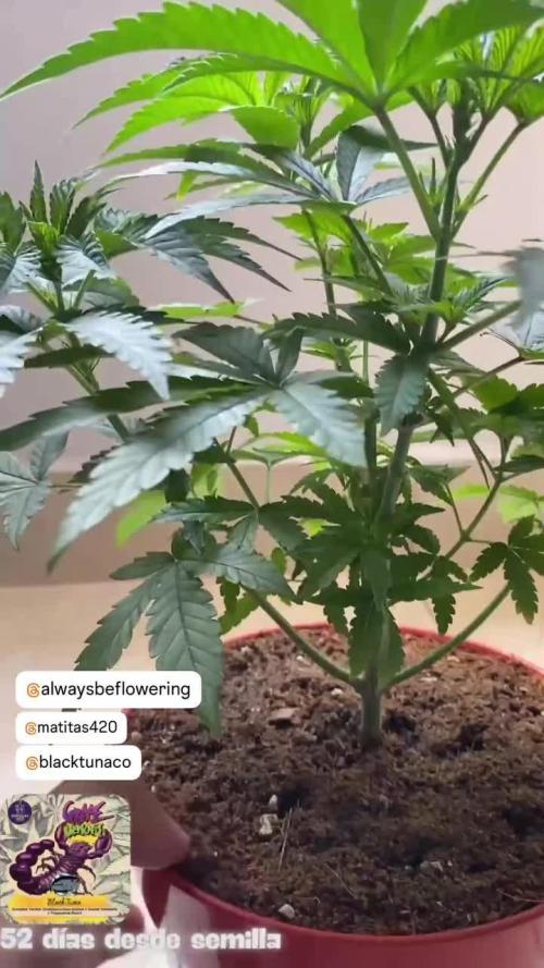 Grape Venom - BlackTuna