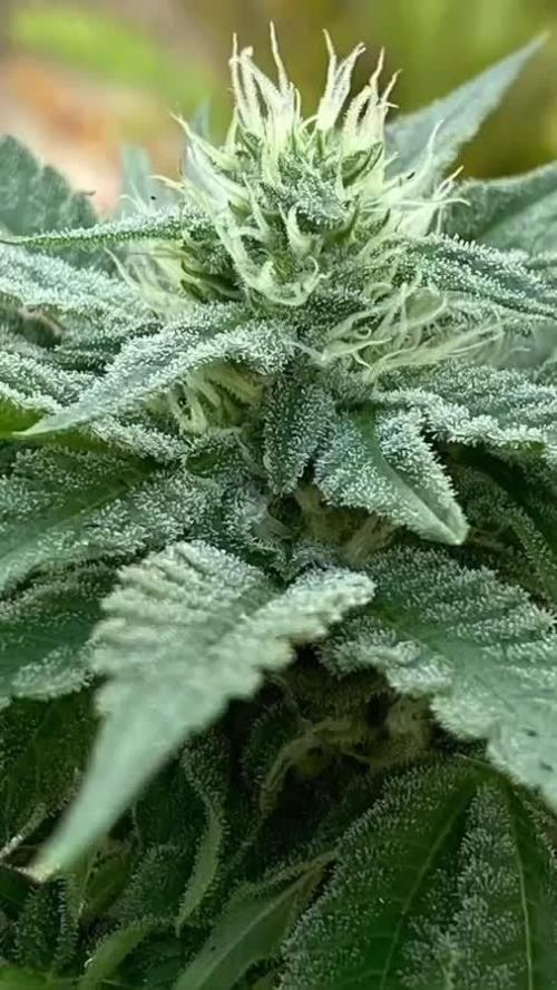 K.O blacktuna Colombia