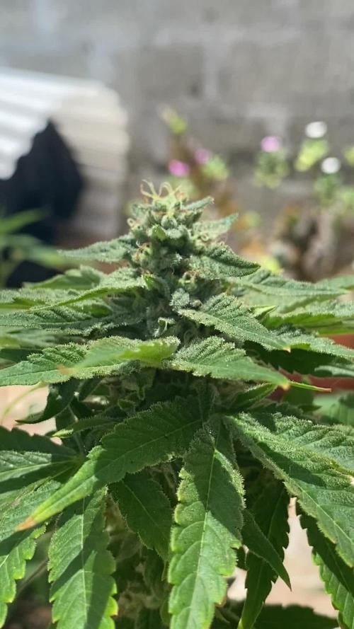 K.O blacktuna Colombia