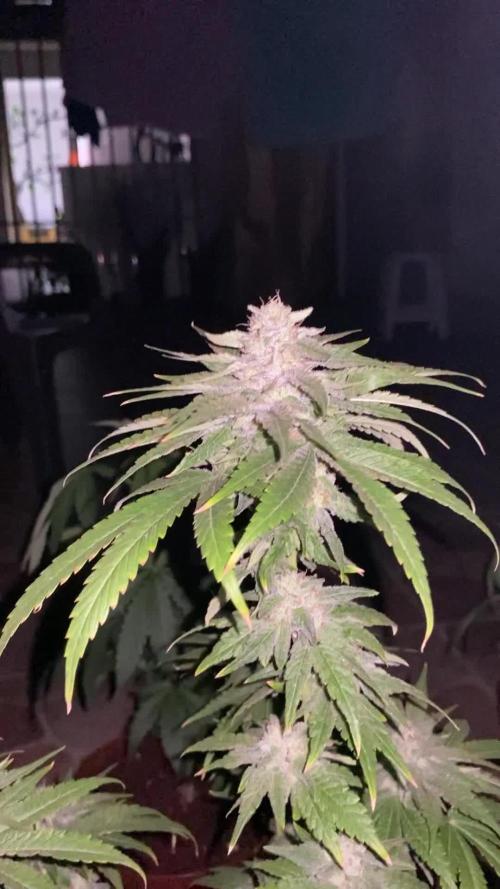 K.O blacktuna Colombia