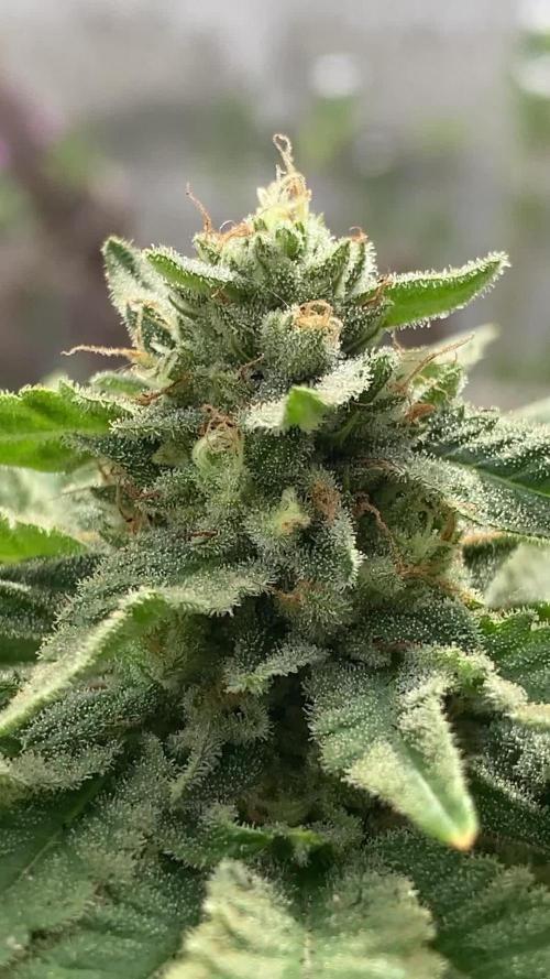 K.O blacktuna Colombia