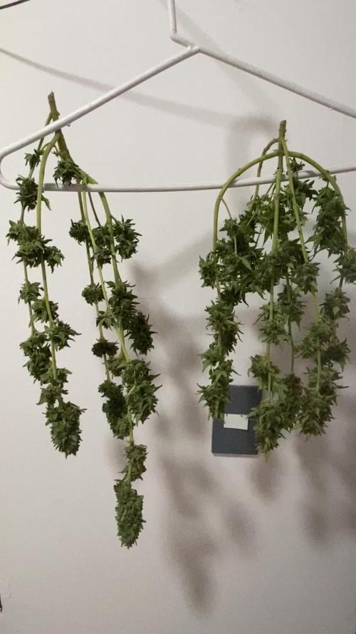 K.O blacktuna Colombia