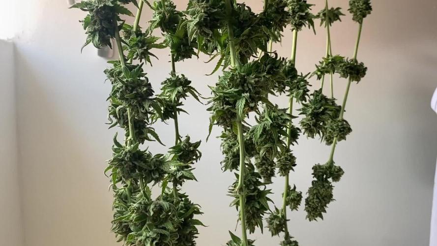 K.O blacktuna Colombia