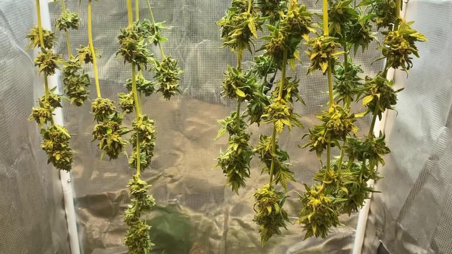 K.O blacktuna Colombia