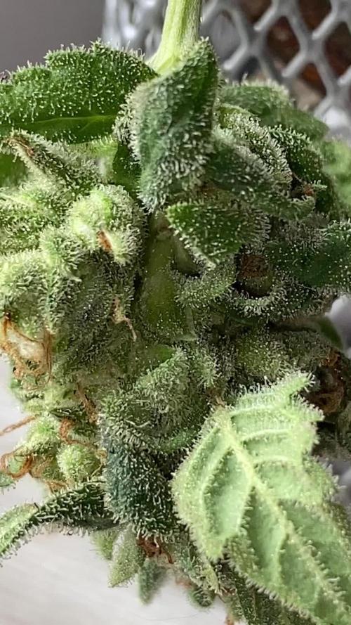 K.O blacktuna Colombia