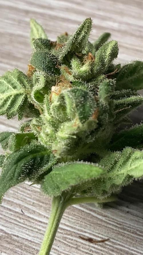 K.O blacktuna Colombia