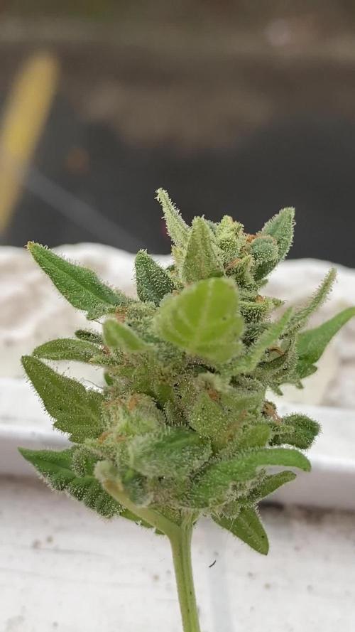 K.O blacktuna Colombia 