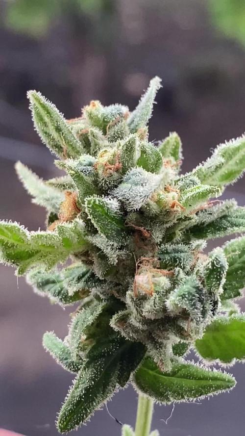 K.O blacktuna Colombia