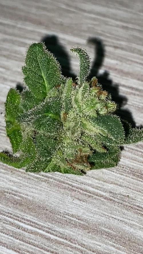 K.O blacktuna Colombia