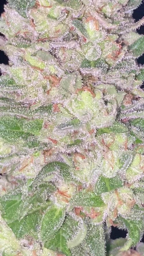 K.O blacktuna Colombia