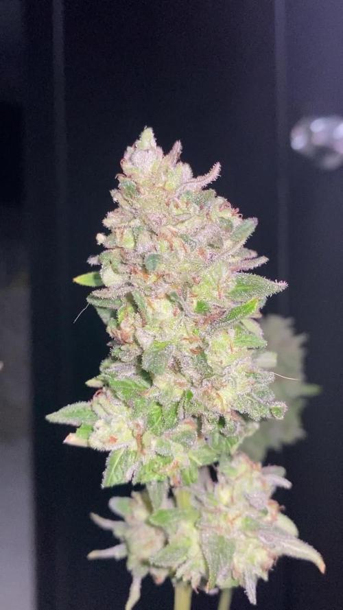 K.O blacktuna Colombia