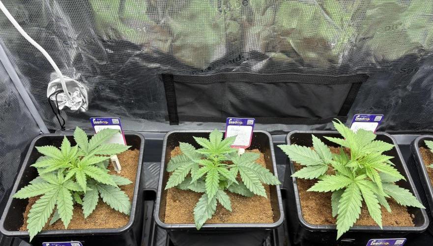 Masterpiece from Start to Harvest. Week 2