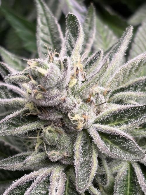 🌿 Cereal Session. Week 10