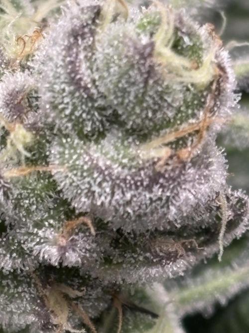 🌿 Cereal Session. Week 10