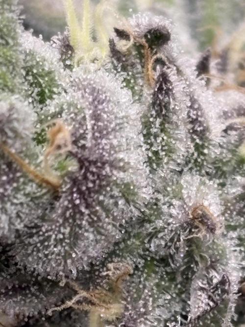 🌿 Cereal Session. Week 10