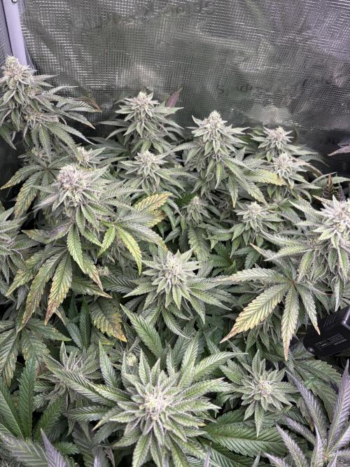 Rainbow Sherbert #11 Notes. Week 10