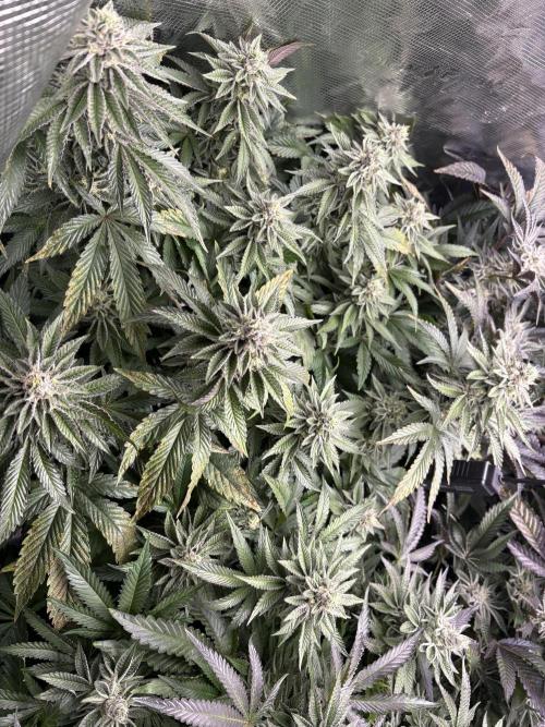 Rainbow Sherbert #11 Notes. Week 10