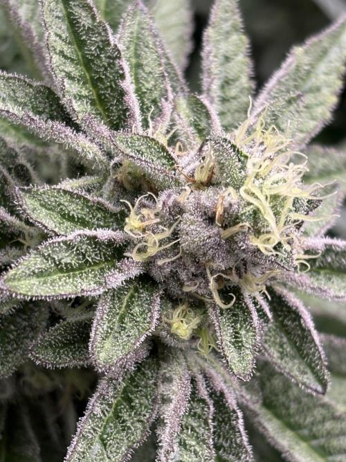 Rainbow Sherbert #11 Notes. Week 10