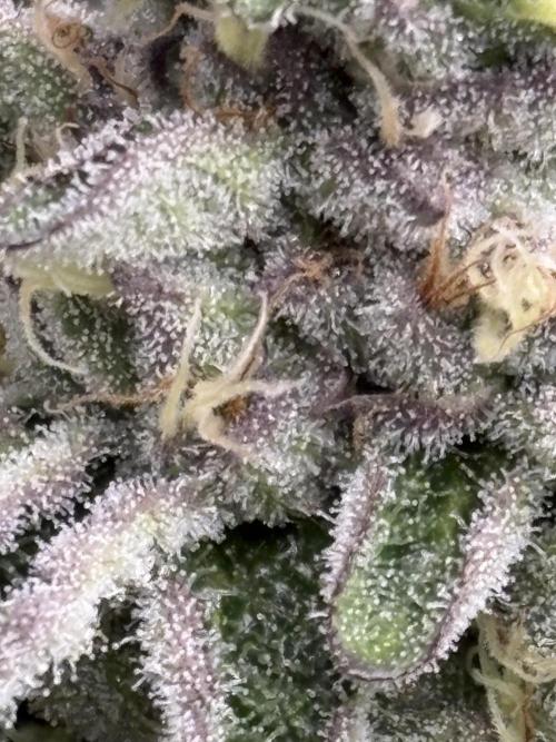 Rainbow Sherbert #11 Notes. Week 10