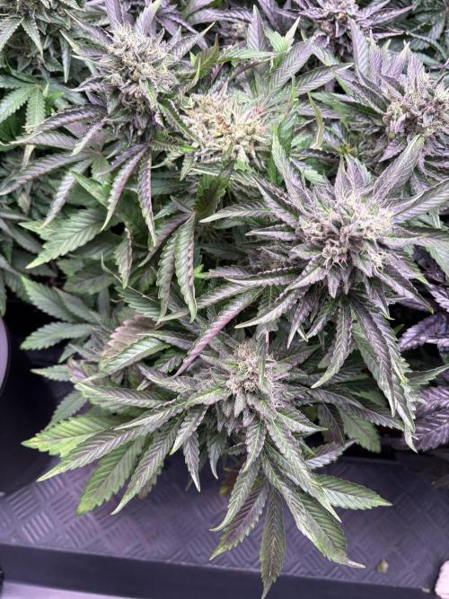 Zesty Zlushie Diaries. Week 11