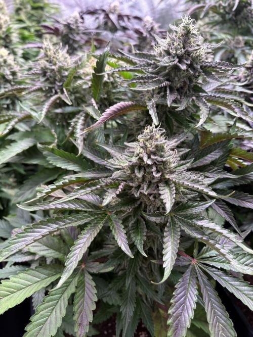 Zesty Zlushie Diaries. Week 11