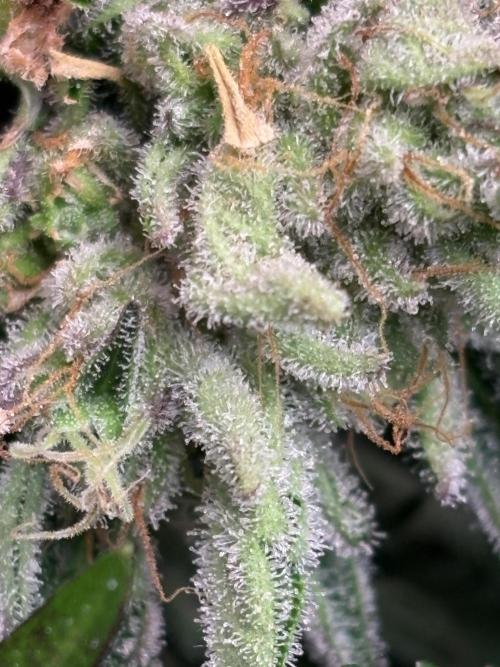 Zesty Zlushie Diaries. Week 11