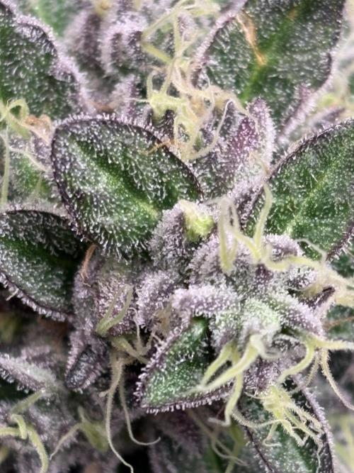 Zesty Zlushie Diaries. Week 11