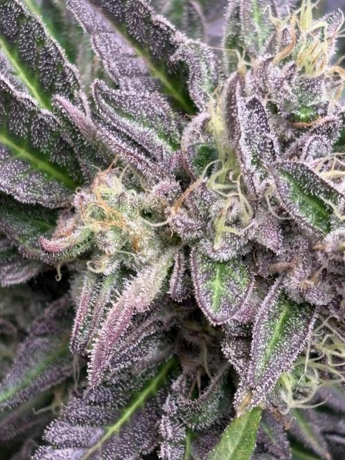 Zesty Zlushie Diaries. Week 11