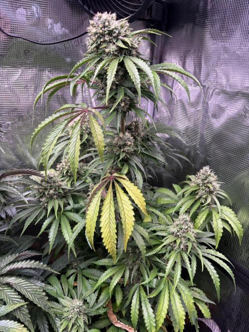 The 3-Peat Project. Week 11