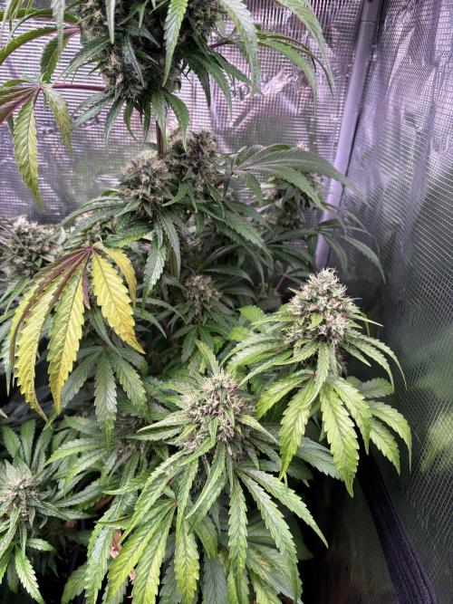 The 3-Peat Project. Week 11