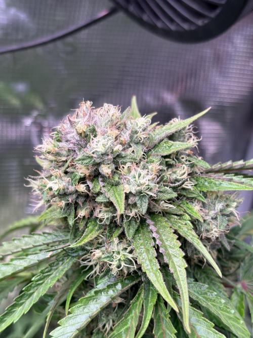 The 3-Peat Project. Week 11