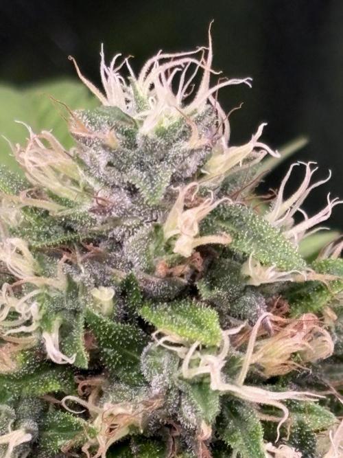 The 3-Peat Project. Week 11