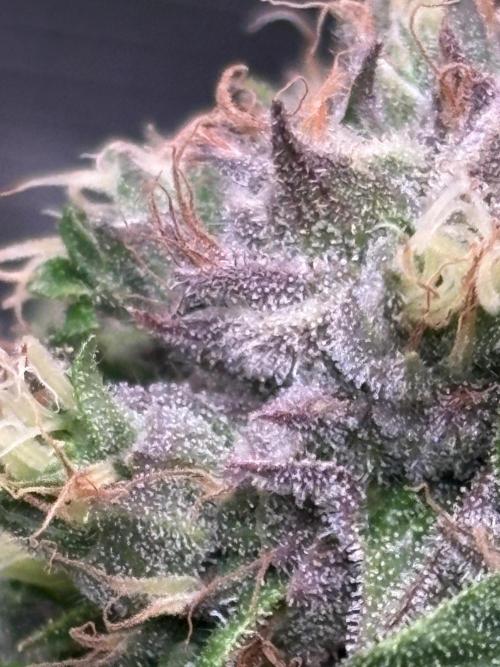 The 3-Peat Project. Week 11