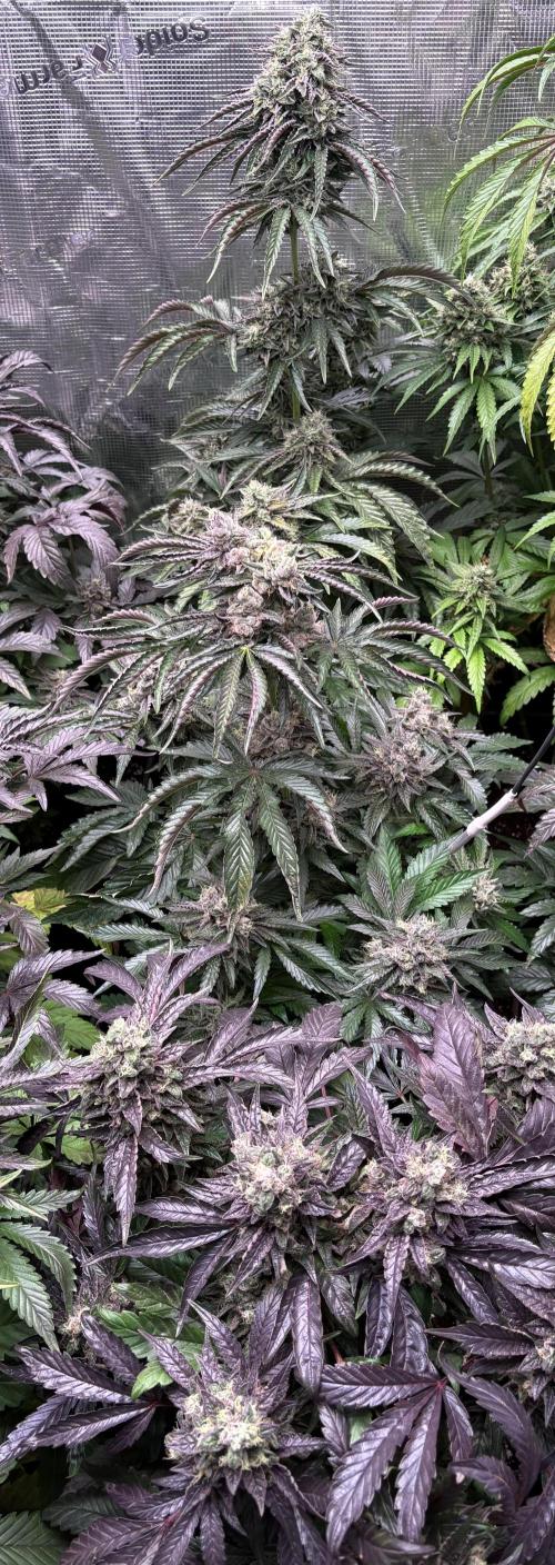 Operation Eyeballz from Start to End. Week 11