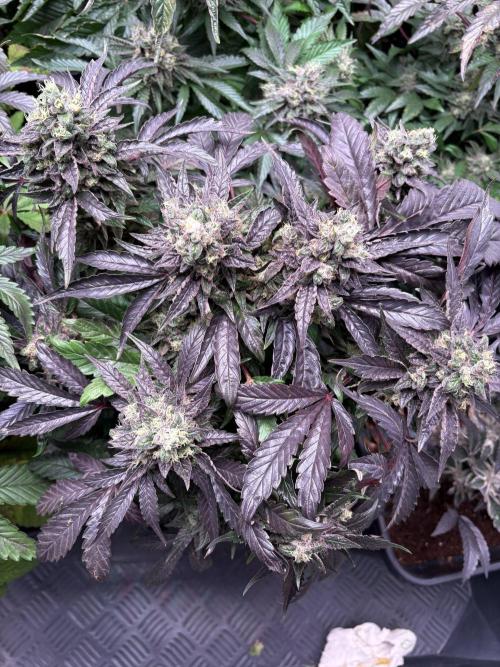 Operation Eyeballz from Start to End. Week 11