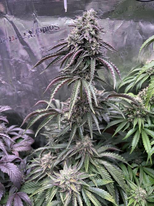 Operation Eyeballz from Start to End. Week 11