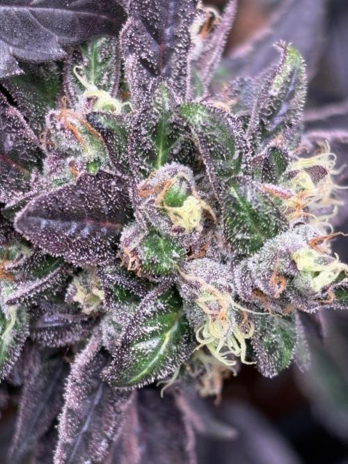 Operation Eyeballz from Start to End. Week 11