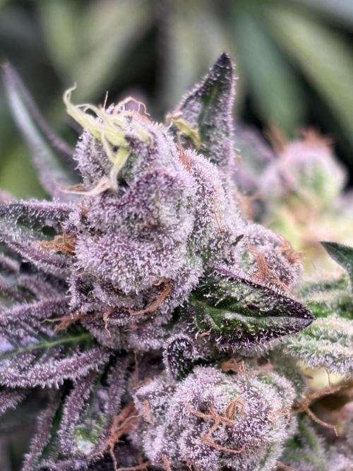 Operation Eyeballz from Start to End. Week 11