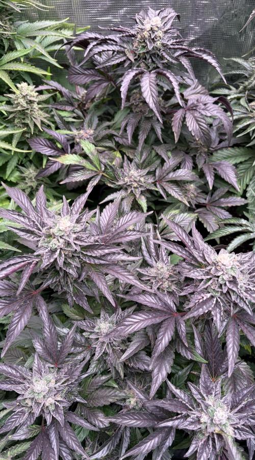 The Fried Banana Diaries. Week 11