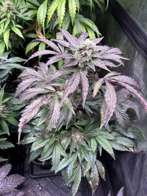 The Fried Banana Diaries. Week 11