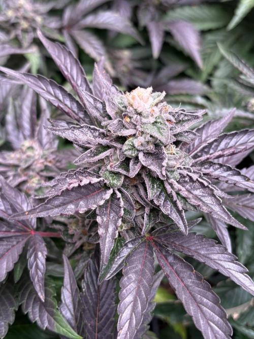 The Fried Banana Diaries. Week 11